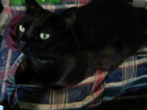 kissmeagainarthas: Happy Black Cat Appreciation Day! This is Sif, Nightfury of the Basement, aka Mad