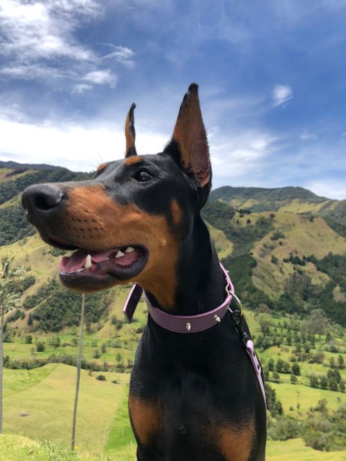 Robin En El Valle Del Cocora, Una Maravillosas Fotos Que Tomó Miamorcito.