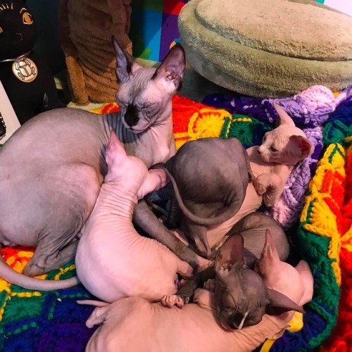 shaisphynx:I love when they sleep in a pile  #cuddlepuddle #caturday #iherovillain #shaisphynx #raos