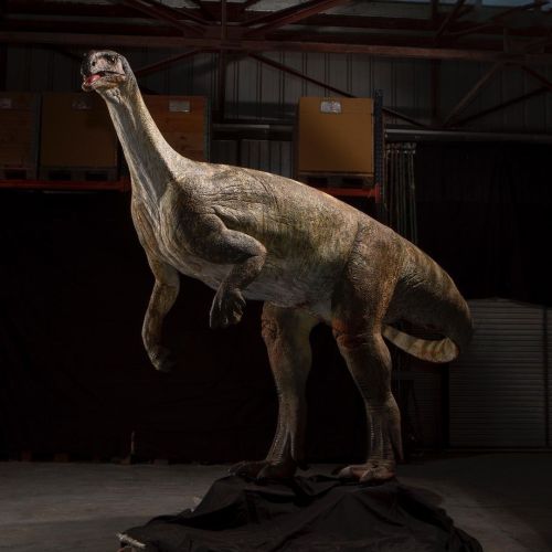 Plateo Plateosaure #plateosaurus #plateosaur #plateosare (at Naturhistorisk Museum Oslo) https://www