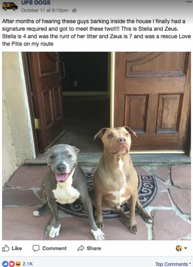 buzzfeed:  UPS DOGS is quite possibly the best group on Facebook.