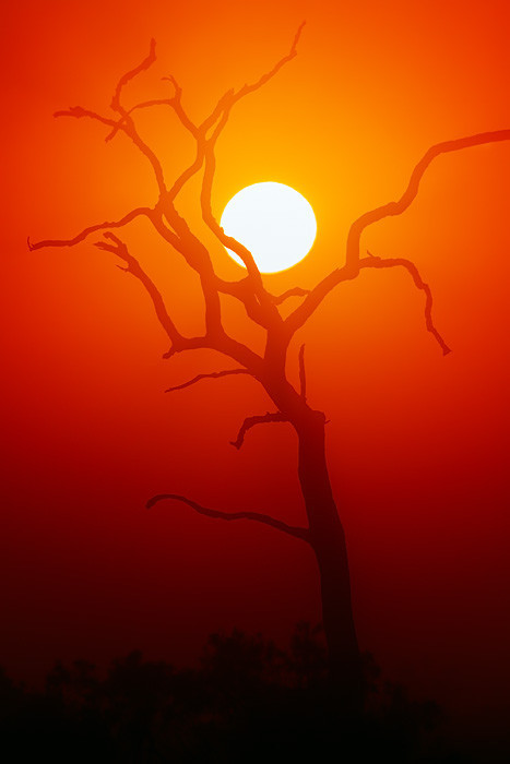 foxxis:   Dead Tree silhouette and glowing sun by JohanSwanepoel_00 