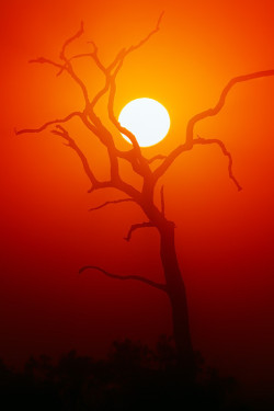 Foxxis:   Dead Tree Silhouette And Glowing Sun By Johanswanepoel_00 