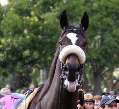 racinglegends: Zenyatta