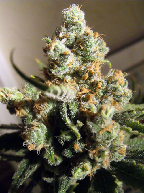 weedporndaily:  PIX OF THE CROP - 03.19.13