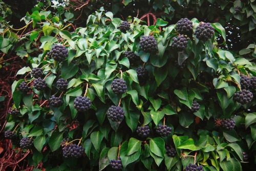 elvenforestworld: Hedera helix, the common ivy, English ivy, European ivy, or just ivy Its purple-bl