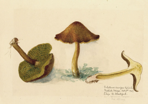 Eliza Beulah Blackford, mushrooms: Amanatopsis volvata &amp; Boletinus cavipes, 1904/1914. Watercolo