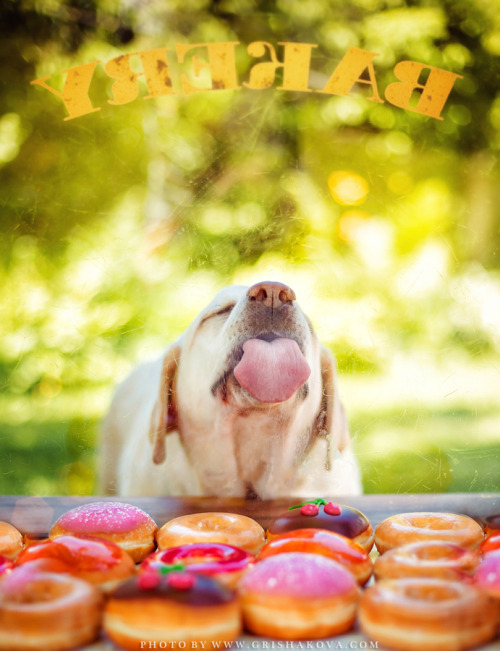 mostlydogsmostly:Happy National Donut Day! (via kate-masheenistoff)