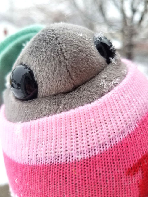 rootedincuteness:Ashleaf braved the cold for a little bit today to catch some snowflakes on her leaf