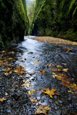 ronaldhope: Autumn in Oneata Gorge - OR photo