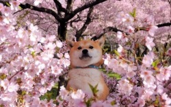 vanillashiba:He Hide in the blossoms