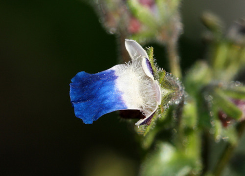 Nemesia barbata. Marvellous tiny-flowered annual endemic to the Western Cape Province of South Afric