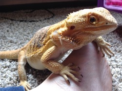yeahponcho:the birthday lizard on the foot