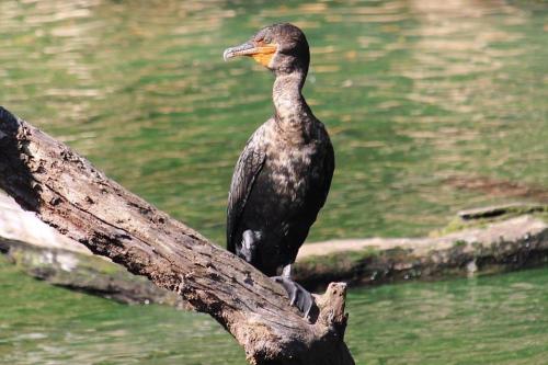 naturezem:A double-crested cormorant soaking up the Florida sun. ( Source )
