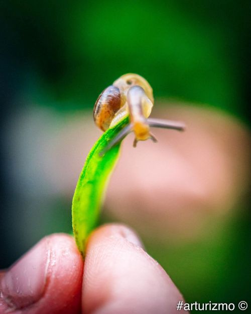 Snail #macro #snail #summer #nikonphotography #nikond7200 #nikon #originalphotographers #photography