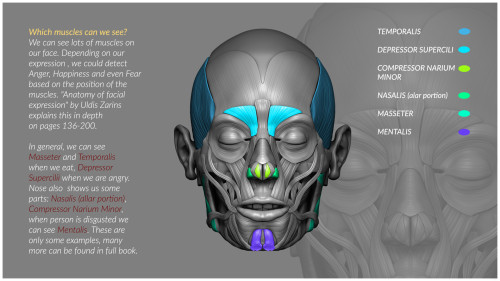 drawingden:Face ecorche-explanation by Kasia Jurkiewicz