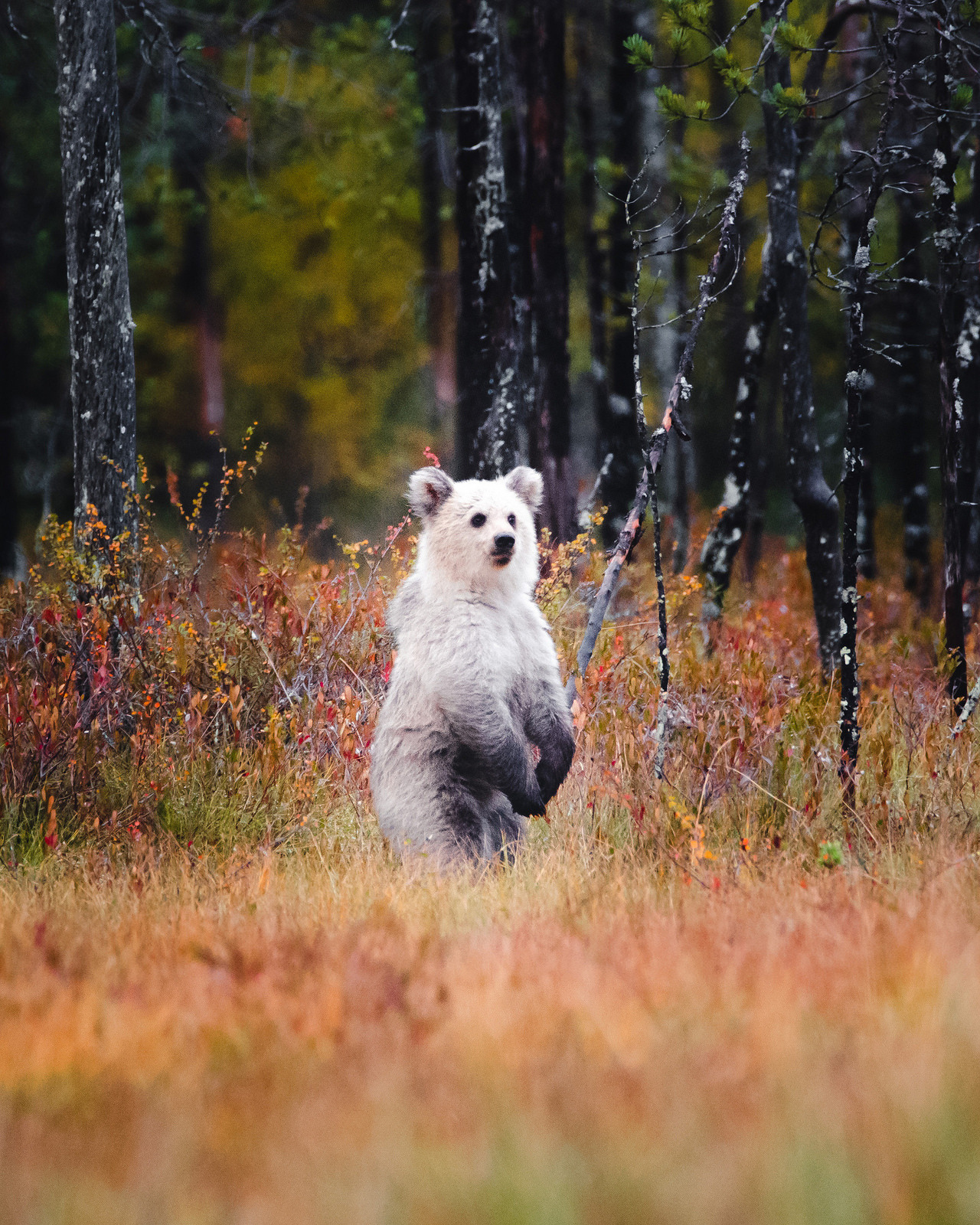 expressions-of-nature:  by Niilo Isotalo (instagram)