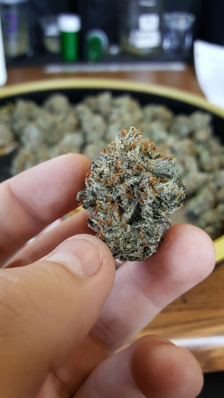 indica-lungs:  I like when my buds look like diamonds. Chocolate Hashberry, only