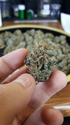 indica-lungs:  I like when my buds look like