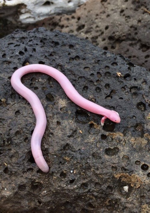 sitting-on-me-bum: This Mexican mole lizard, Bipes biporus, was spotted above ground in June in Baja