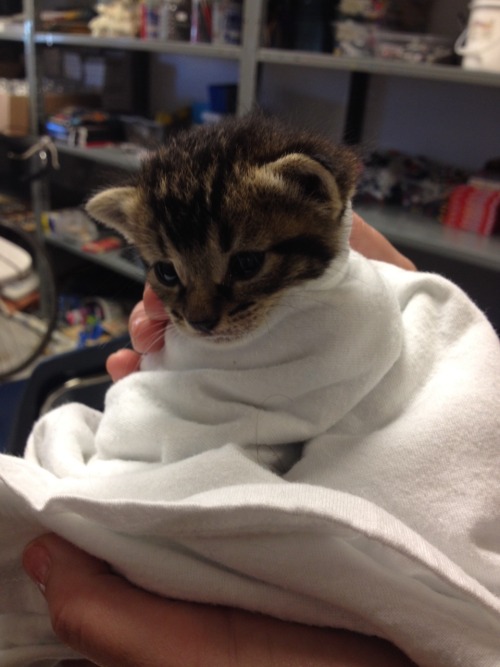fruitkin:  MY ART TEACHER BROUGHT HER KITTY TO SCHOOL ITS THE SIZE OF A DAMN GUMMY BEAR FKCKING