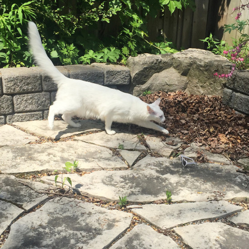 pangur-and-grim:ignore the superficial grace, Pangur was just circling me &amp; screaming like t