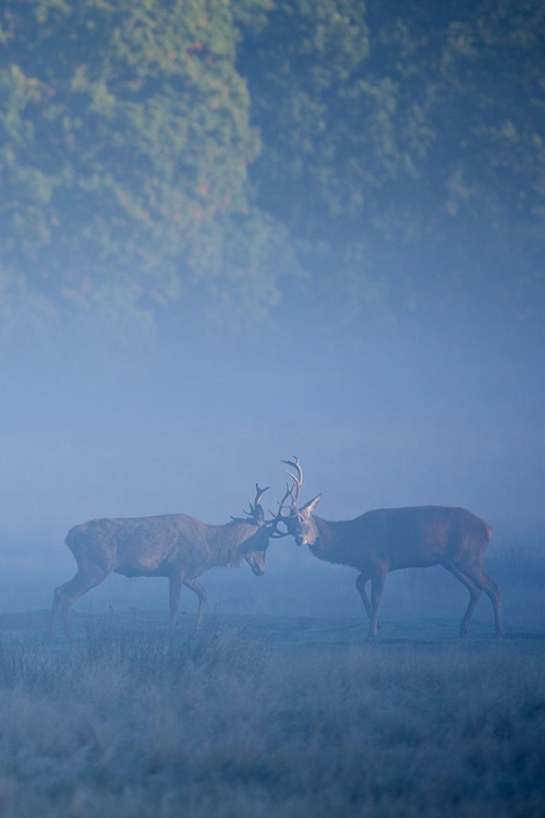 plasmatics-life:  Blue monday ~ By Mark Bridger 