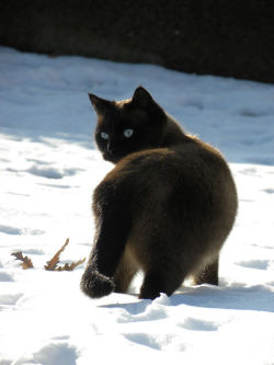 teapotsahoy:  It’s a beautiful cat, but it’s the look of baffled outrage that makes it for me. 