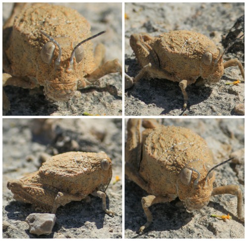 onenicebugperday:deadmothh: fantasticwolfpenguin:onenicebugperday:Robust toad lubber (grasshopper), 