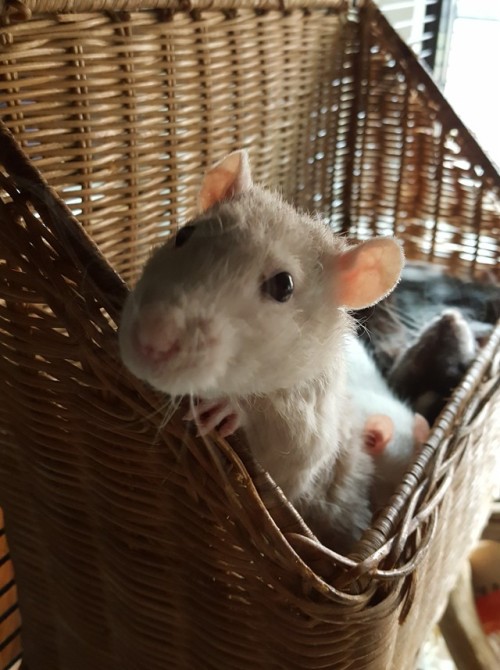 anonymousfragger: so this basket was the best 2.50 I ever spent look at them FYI there are 6 rats in this basket  Oolong, Aurora, Merida, Oleander, Hyacinth, Stitch 