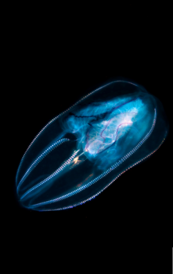 Thelovelyseas:  Comb Jelly - Unawatuna, Sri Lanka By James Scott