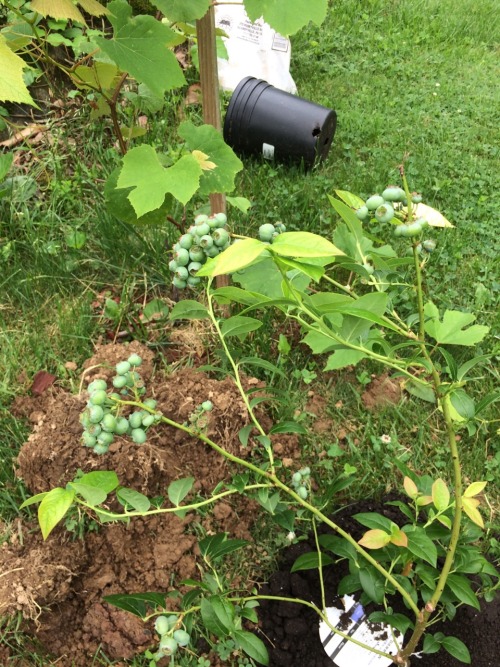 adventuresincontainers:Garden happenings 6/4/16.