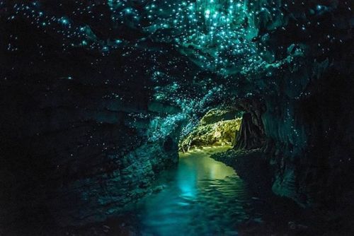 sciencealert:New Zealand glowworms are so beautiful, they look like something out of fairyland! ✨ Th