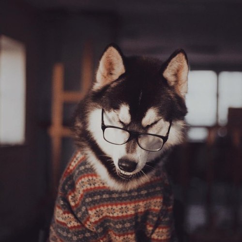 koloaspyn:  counterpunches:   #i would trust this dog with my taxes   I would trust this dog with my