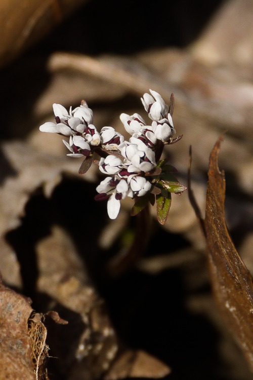 Harbinger of SpringErigenia bulbosaCherokee Park, Louisville, KY5 March 2021