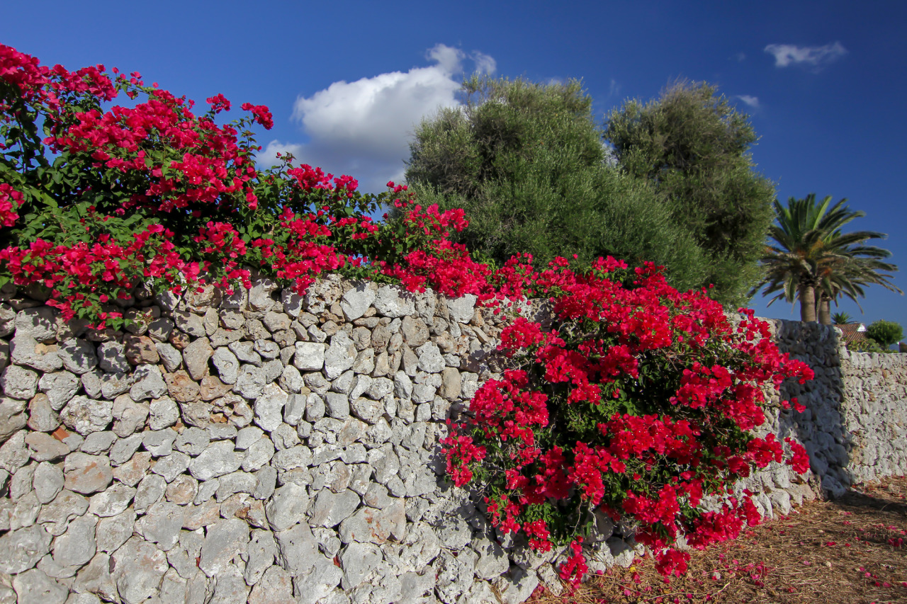 Menorca by sir20 — Pared seca en flor by sir20 for menorca-sir20