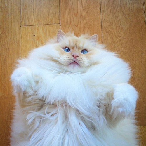 talkingtoichi:
“ So much flooof!!! Too much floof!! I cant handle that much floof!!!
”