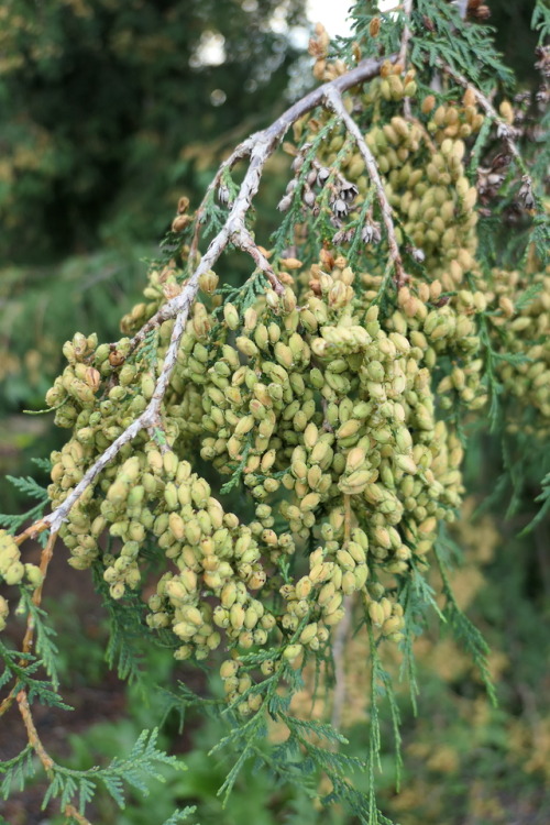 Thuja— thujas a.k.a. cedars a.k.a. arborvitaes