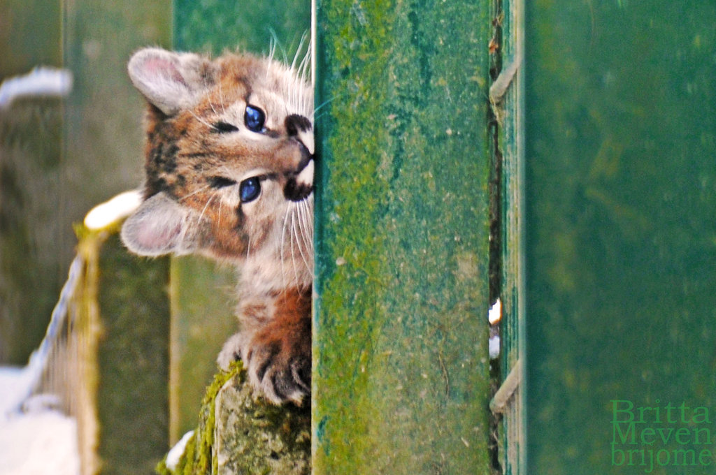 magicalnaturetour:  Baby Pumas 1 &amp; 2 by *brijome 