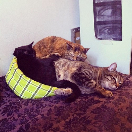 animatedamerican:  hangontothevine:  ydrill:  Cats in piles  Wildly stacked cats  Kitten piles are best piles. 