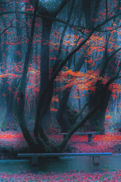 lsleofskye:  Autumn Forest | Mevludin Sejmenovic