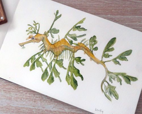 “Leafy” is today’s #sciartober2021 prompt! Leafy seadragons (Phycodurus eques) cam