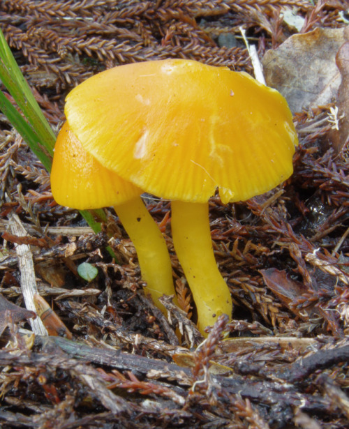 Best finds from a very productive little stroll along the Mount Pukematekeo footpath last July. 