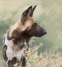 creatures-alive:  (via Wild Dog portrait by Thomas Retterath / 500px)