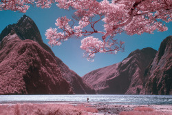 nevver:  Infrared, Paul Hoi