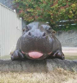 awwww-cute:A baby hippo (Source: http://ift.tt/2qjCpN6)