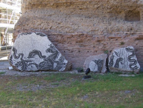romegreeceart:Baths of Caracalla Remains of floor mosaics; pretty similar to those one can see in Os