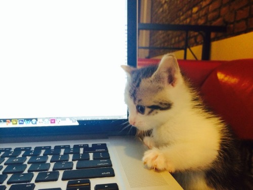 scratchingpad:// Kitten and her first laptop