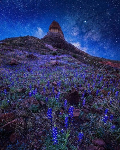 Blue Bonnets@awoodworthphoto