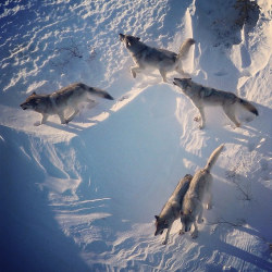 her-wolf:  Five of the Nenana River  wolfpack howl in early morning light on the edge of DenaliNationalPark, Alaska ~  Photo by argonautphoto (Aaron Huey).  